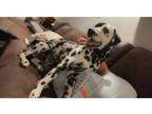 Dalmatian Puppy for sale in Crawfordsville, IN, USA