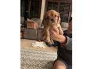 Cavalier King Charles Spaniel Puppy for sale in Irvine, CA, USA