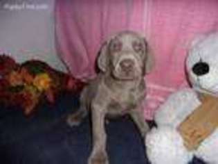 Weimaraner Puppy for sale in Edgemont, SD, USA