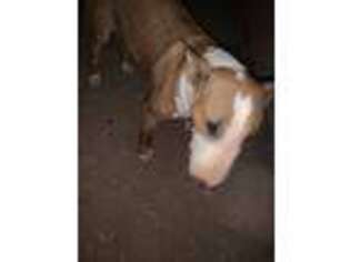 Bull Terrier Puppy for sale in Mesa, AZ, USA