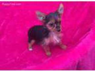 Yorkshire Terrier Puppy for sale in Clymer, PA, USA