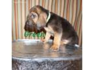 Bloodhound Puppy for sale in Madisonville, KY, USA