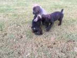 Cane Corso Puppy for sale in Powder Springs, GA, USA