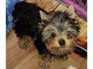 Yorkshire Terrier Puppy for sale in Paris, KY, USA