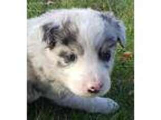Border Collie Puppy for sale in Demotte, IN, USA