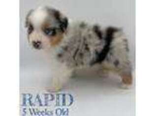 Australian Shepherd Puppy for sale in Greeneville, TN, USA