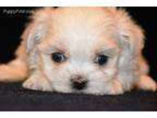 Maltese Puppy for sale in Marysville, WA, USA
