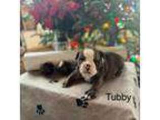 Olde English Bulldogge Puppy for sale in Winneconne, WI, USA