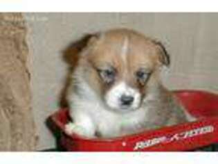 Pembroke Welsh Corgi Puppy for sale in Corsica, SD, USA