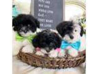 Schnoodle (Standard) Puppy for sale in North Ogden, UT, USA