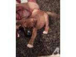 Bull Terrier Puppy for sale in SIERRA VISTA, AZ, USA
