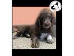 Mutt Puppy for sale in Schulenburg, TX, USA