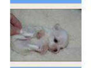 Maltese Puppy for sale in Calhoun, GA, USA