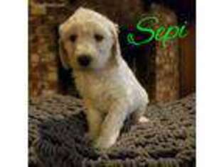 Mutt Puppy for sale in Garwood, TX, USA
