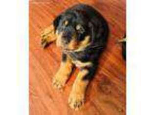 Rottweiler Puppy for sale in Lubbock, TX, USA