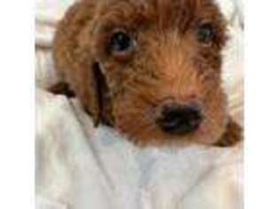 Goldendoodle Puppy for sale in Wallace, NC, USA