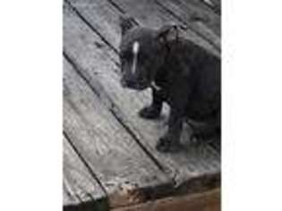 Mutt Puppy for sale in Flagler Beach, FL, USA