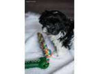 Havanese Puppy for sale in Killbuck, OH, USA