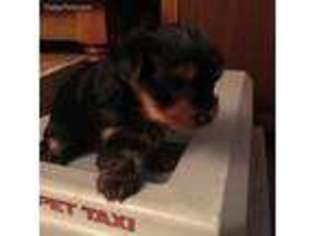 Yorkshire Terrier Puppy for sale in Muncie, IN, USA