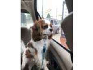Cavalier King Charles Spaniel Puppy for sale in Golden City, MO, USA