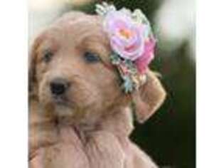 Goldendoodle Puppy for sale in Beech Island, SC, USA