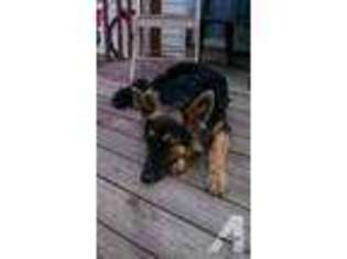 German Shepherd Dog Puppy for sale in TRUFANT, MI, USA