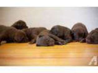 Labrador Retriever Puppy for sale in WEST POINT, NY, USA