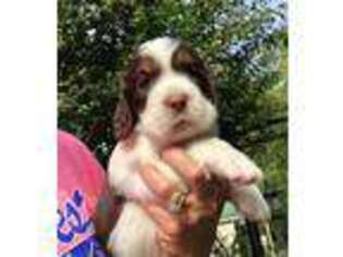 English Springer Spaniel Puppy for sale in Leesburg, AL, USA