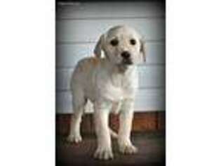 Labrador Retriever Puppy for sale in Shamokin, PA, USA