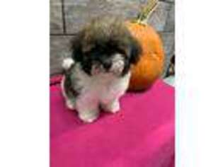 Havanese Puppy for sale in Richmond, IL, USA