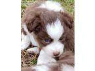 Miniature Australian Shepherd Puppy for sale in Dayton, TN, USA