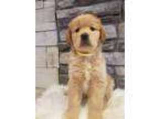 Golden Retriever Puppy for sale in Howell, MI, USA