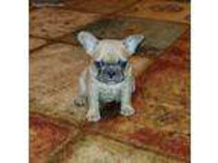 French Bulldog Puppy for sale in Farina, IL, USA