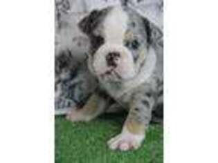 Bulldog Puppy for sale in Chouteau, OK, USA