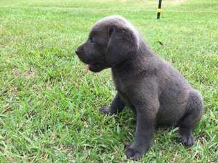 Labrador Retriever Puppy for sale in Benson, NC, USA