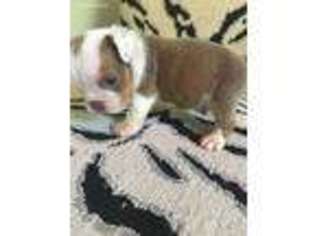 Bulldog Puppy for sale in South Holland, IL, USA
