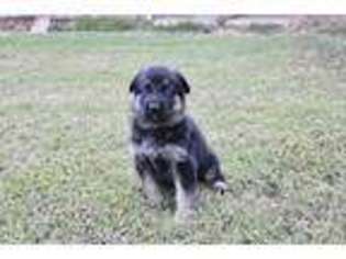 German Shepherd Dog Puppy for sale in Arab, AL, USA