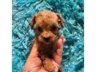 Mutt Puppy for sale in Cullman, AL, USA