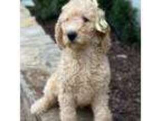 Goldendoodle Puppy for sale in Westlake, TX, USA