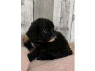 Cavapoo Puppy for sale in Red House, WV, USA