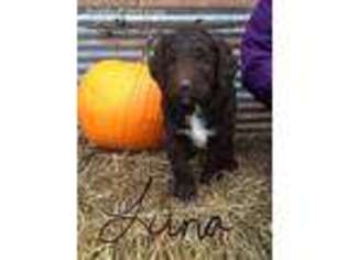 Labradoodle Puppy for sale in Ashland, WI, USA