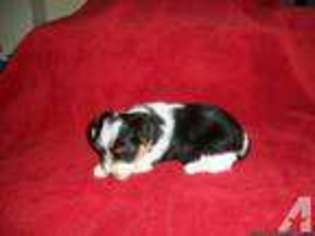 Yorkshire Terrier Puppy for sale in SOUTH BEND, IN, USA
