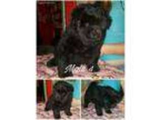 Chow Chow Puppy for sale in Columbus, IN, USA