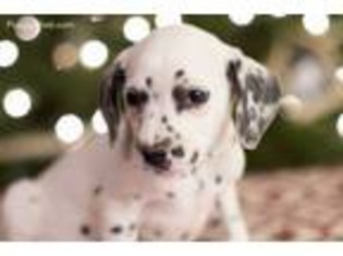 Dalmatian Puppy for sale in Paradise, PA, USA