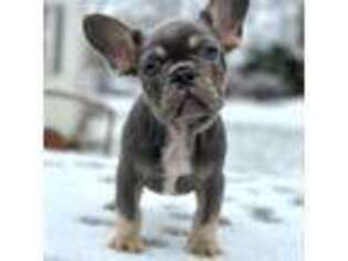 French Bulldog Puppy for sale in Howell, MI, USA