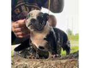 Mutt Puppy for sale in Pembroke Pines, FL, USA