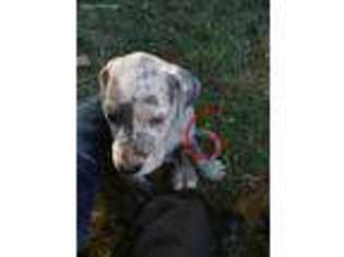 Great Dane Puppy for sale in Gold Beach, OR, USA