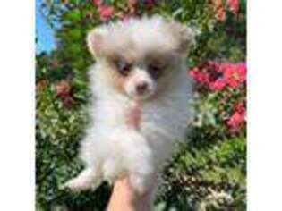 Pomeranian Puppy for sale in Auburn, AL, USA