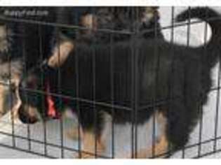 German Shepherd Dog Puppy for sale in Lehi, UT, USA