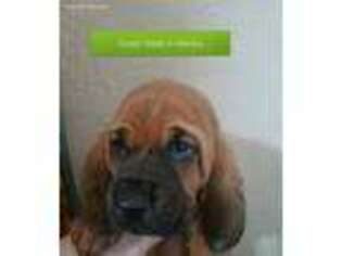Bloodhound Puppy for sale in Dunnellon, FL, USA
